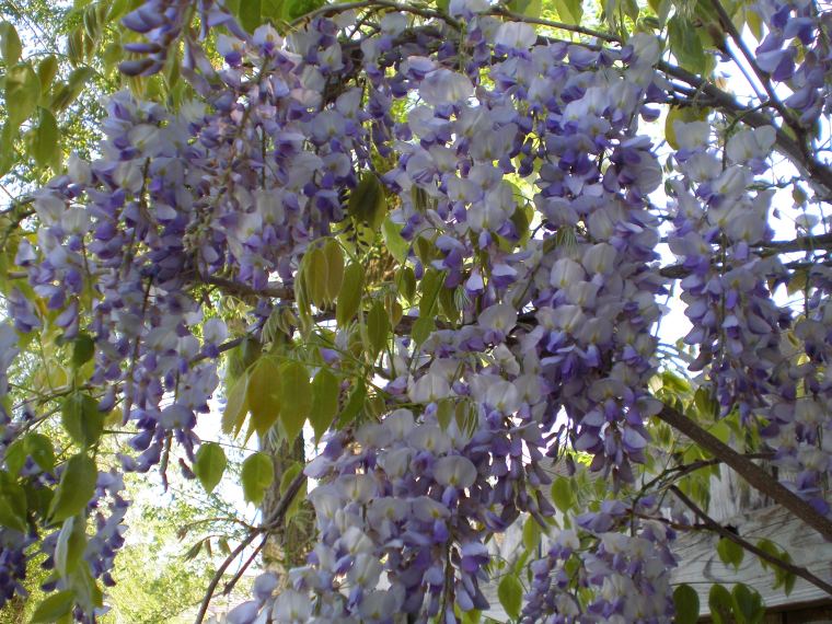 not tagged 031 (2).JPG